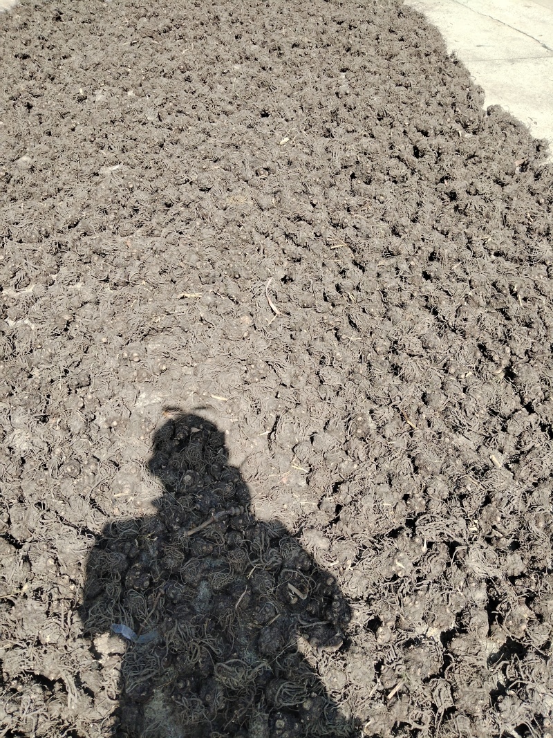 正宗四川川芎，产地直发对接药厂药材批发商无琉欢迎电话咨询