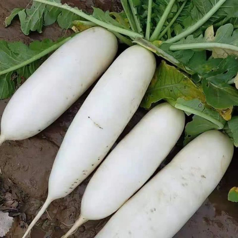 春雪莲白萝卜种子韩国高产春秋不糠心耐寒白萝卜春秋季耐抽苔