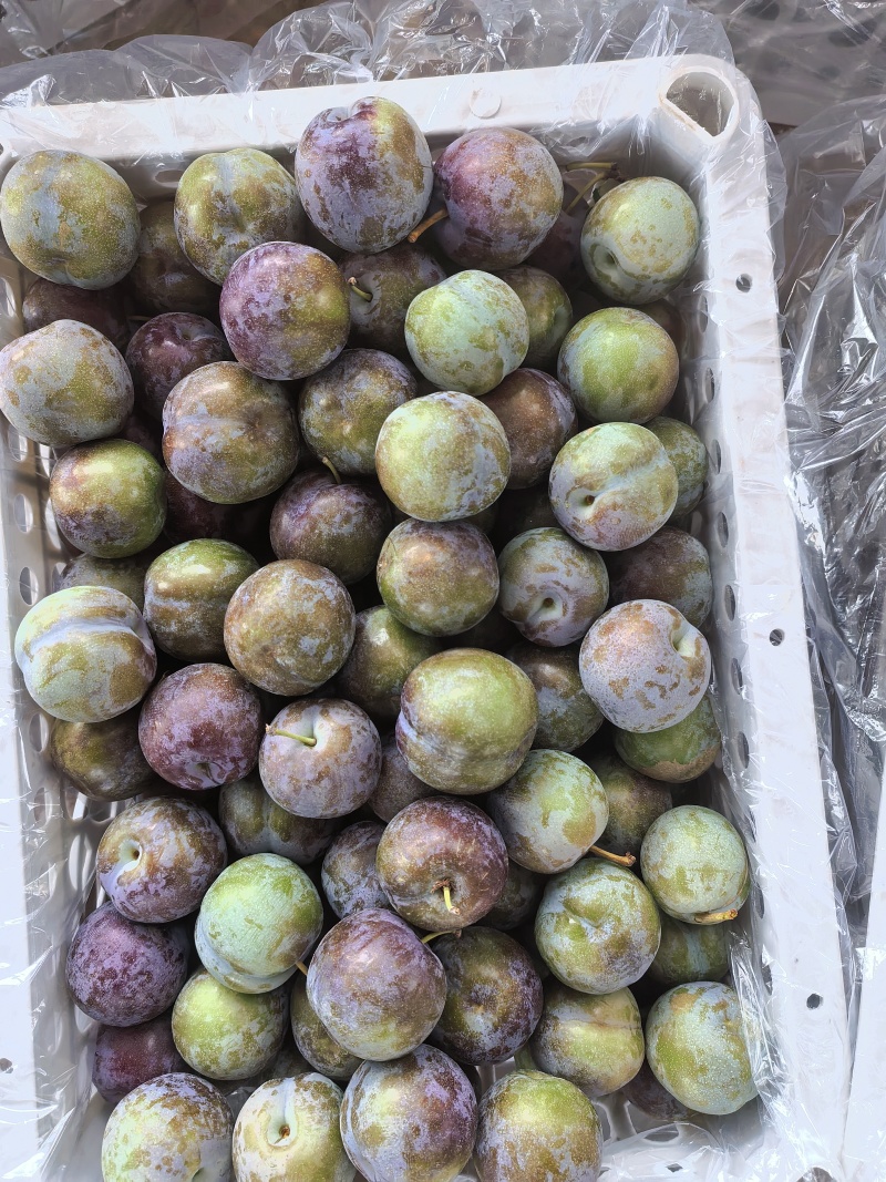 河南南阳五月脆李子，产地直发，视频看货，全球发货。