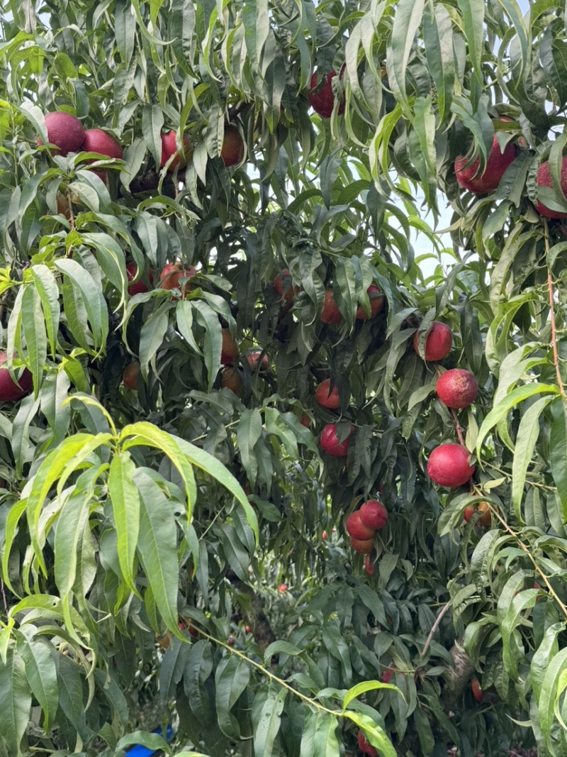 中油4油桃油桃油桃油桃油桃油桃油桃油桃油桃油桃