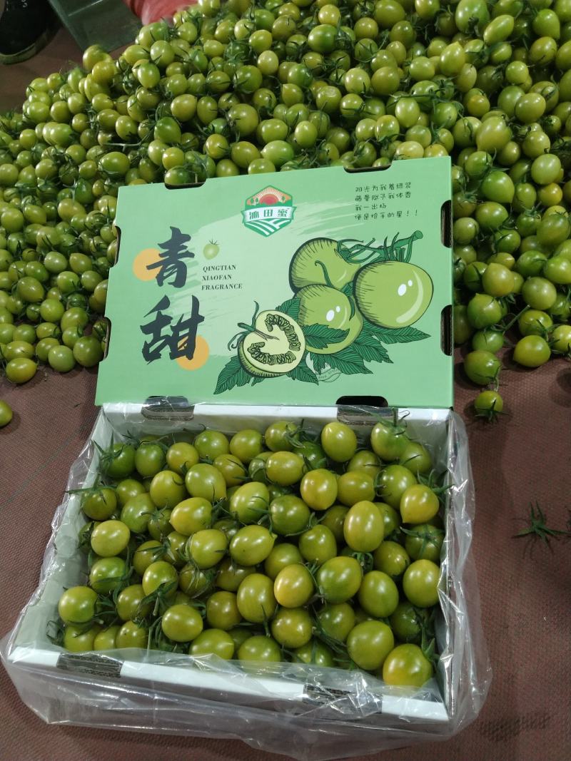 山东潍坊青甜圣女果清甜可口对接全国市场，量大从优热卖