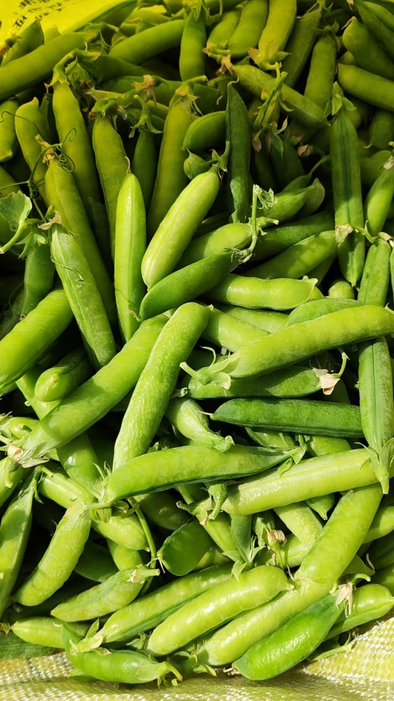 豌豆大量有货