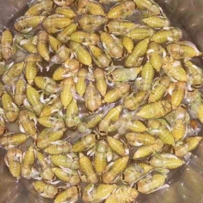 蝉蛹金蝉大量上市冷链发车质量保证量大优惠
