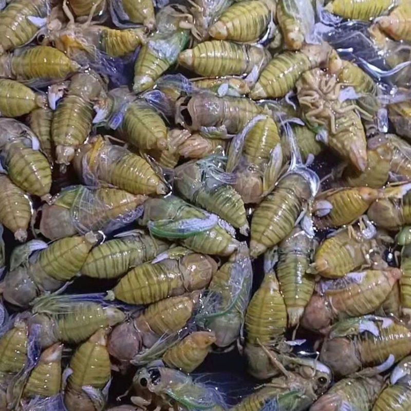 蝉蛹金蝉大量上市冷链发车质量保证量大优惠