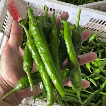 樟树港辣椒