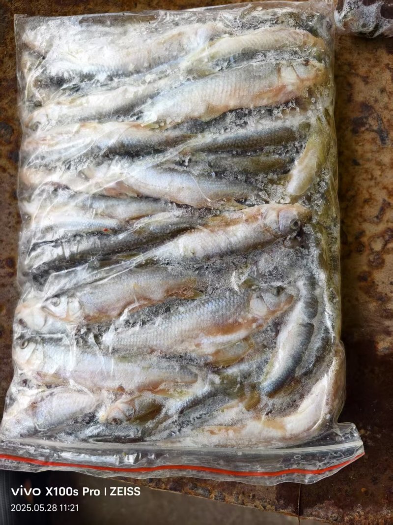 马口鱼大中小规格都有欢迎合作共赢