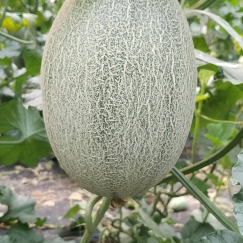 哈蜜瓜