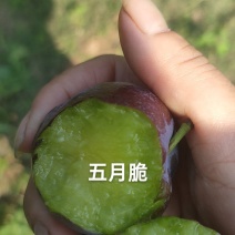 五月脆已出炉，已纯甜无酸味，需要的老板速联系我哦！