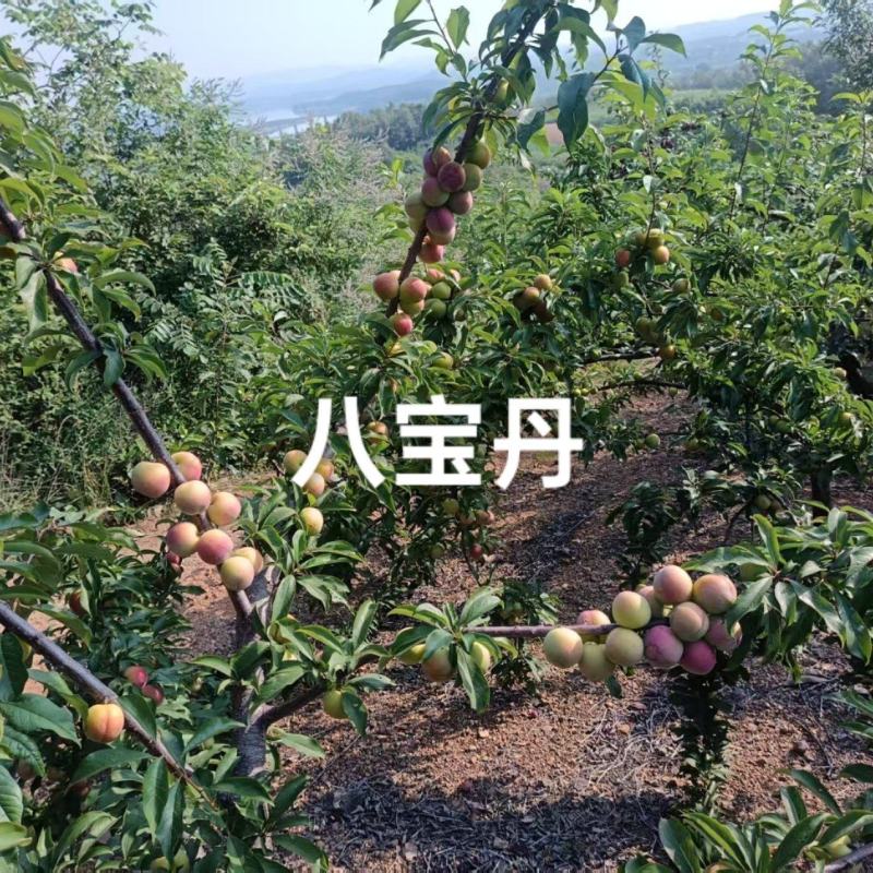 八宝丹快上市，大量有货，需要的老板可提前预定哦！