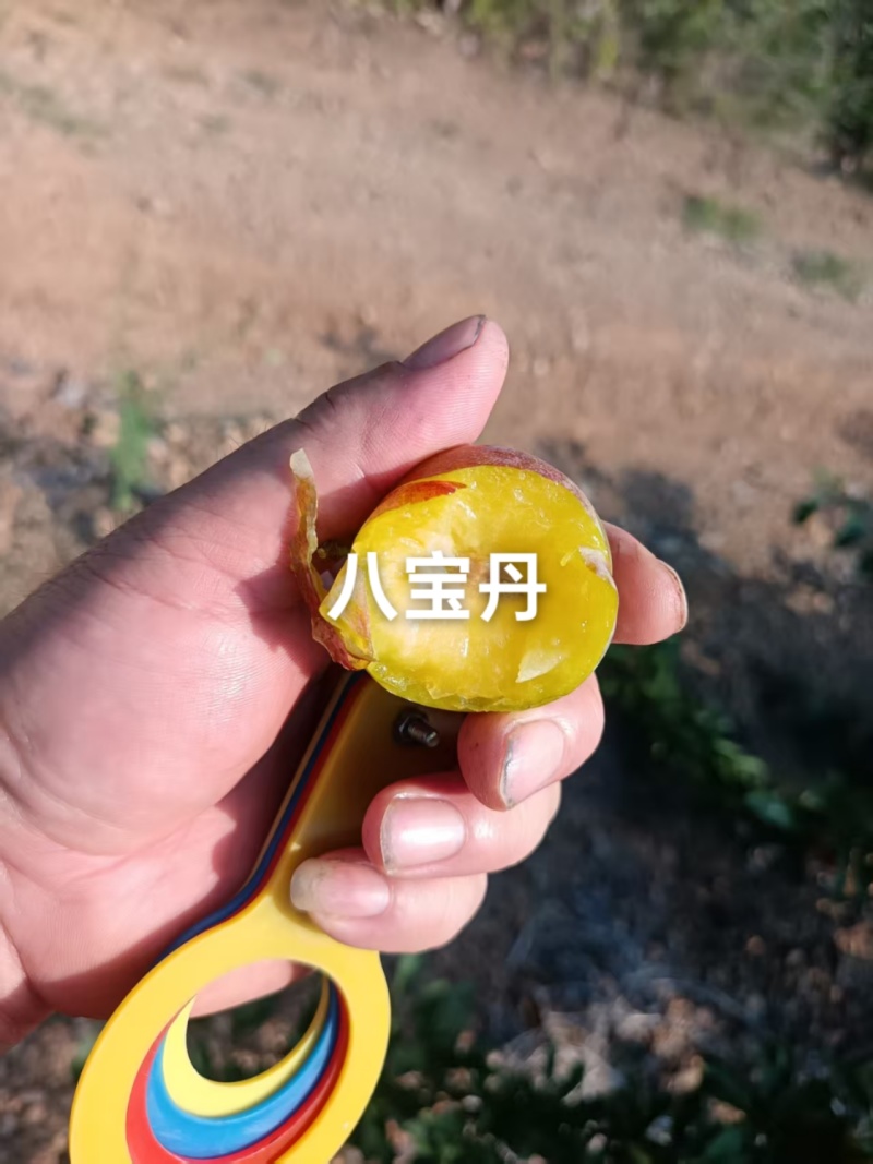 八宝丹快上市，大量有货，需要的老板可提前预定哦！