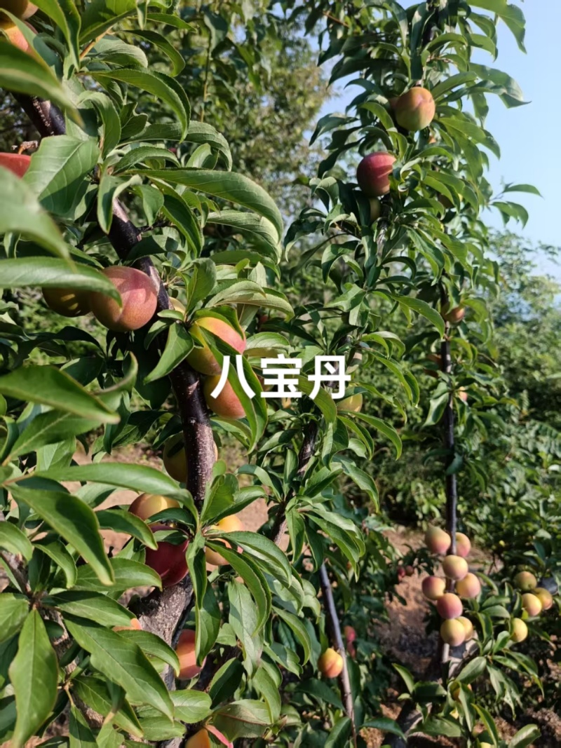 八宝丹快上市，大量有货，需要的老板可提前预定哦！