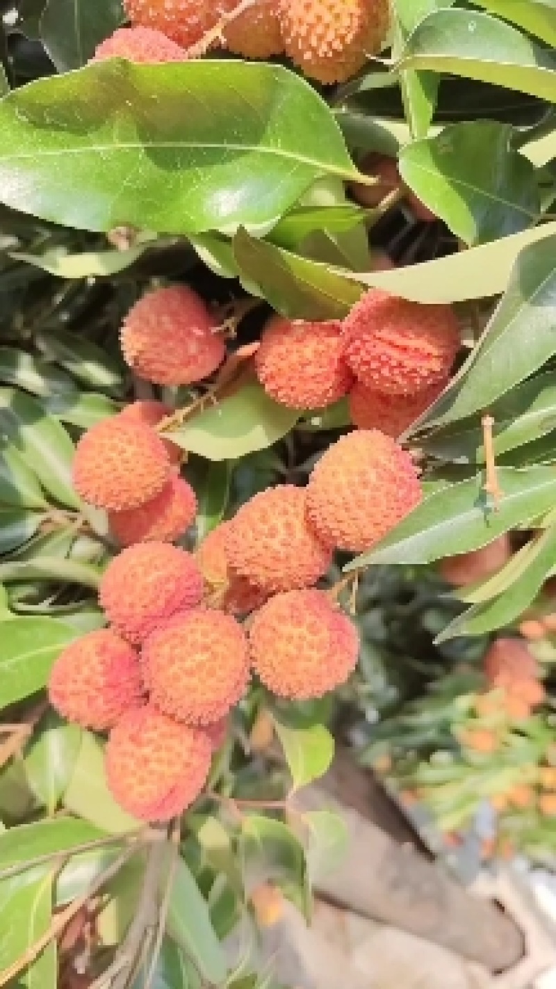 桂味荔枝，现有大量货源，产地一手货源发货欢迎大家前来选购