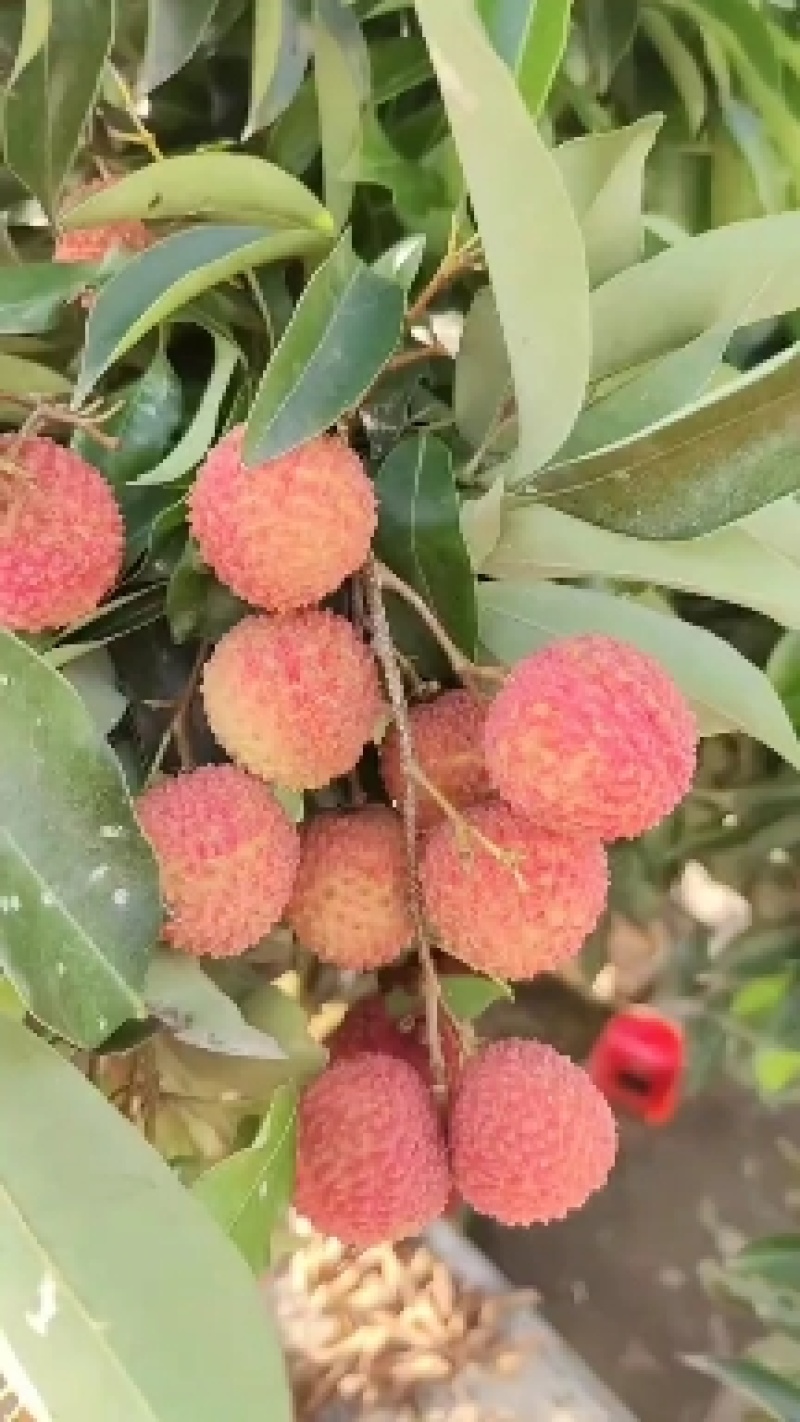 桂味荔枝，现有大量货源，产地一手货源发货欢迎大家前来选购