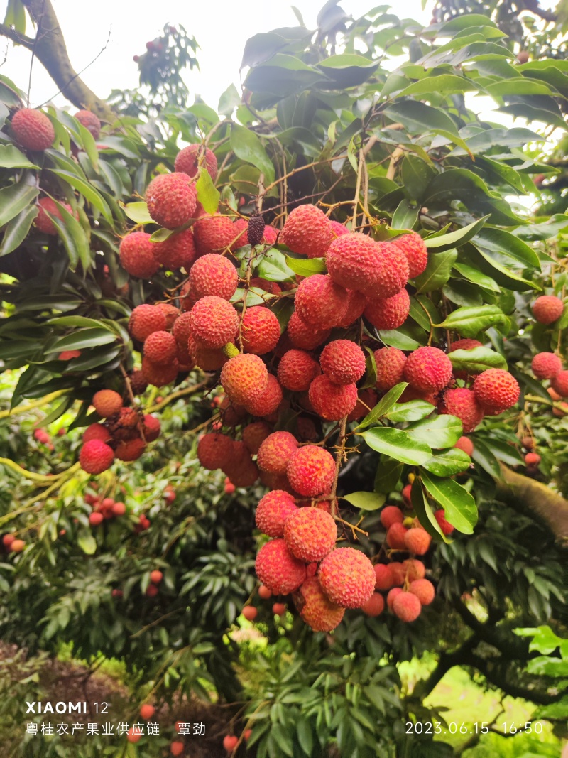桂味荔枝，现有大量货源，产地一手货源发货欢迎大家前来选购