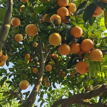 新鲜夏橙