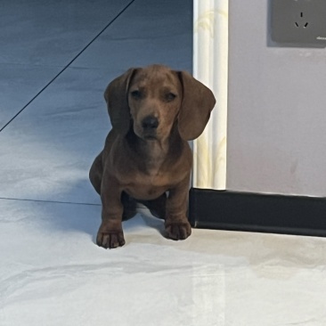 精品腊肠犬