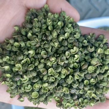 新麻椒，颜色绿，开口率高，价位低，一手货源，产地直发