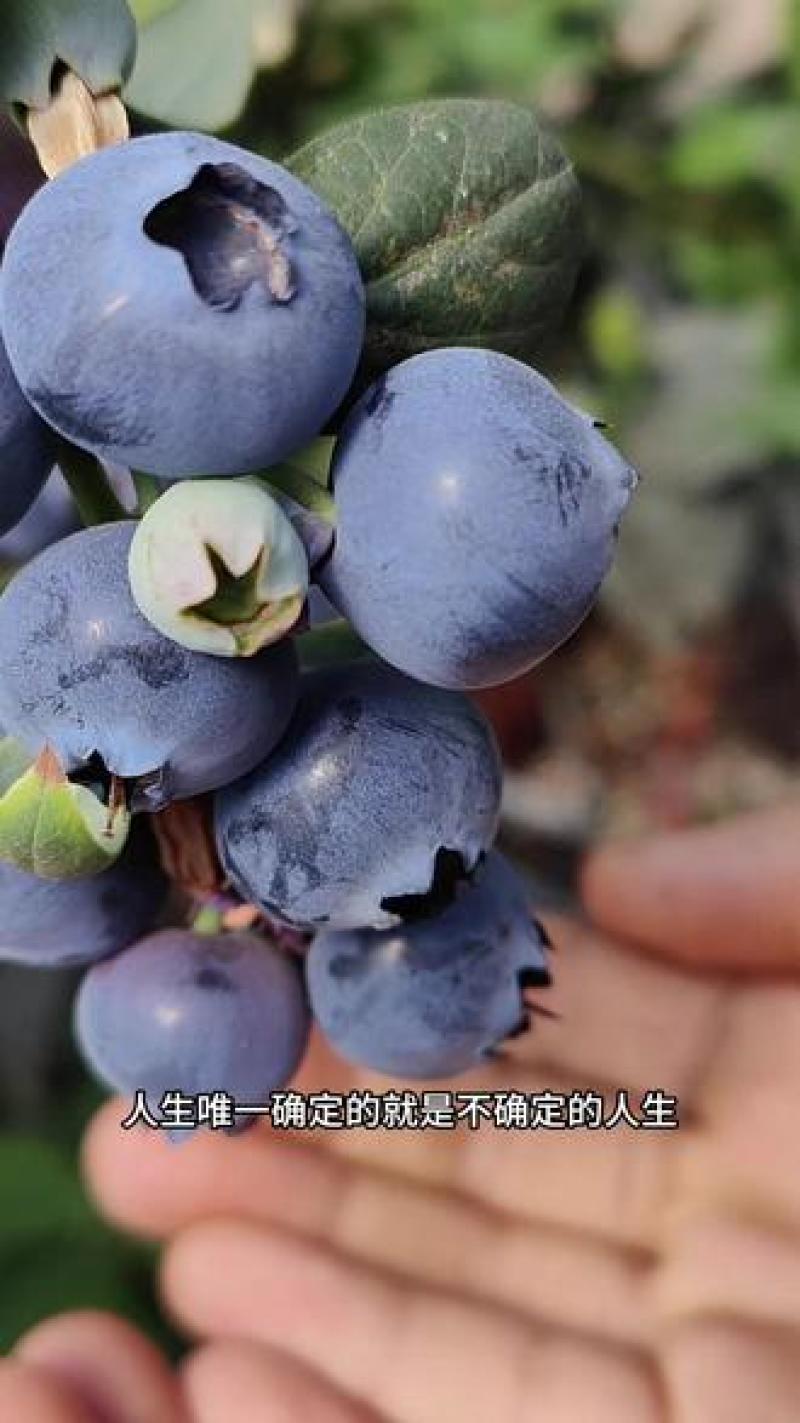 云南蒙自蓝莓