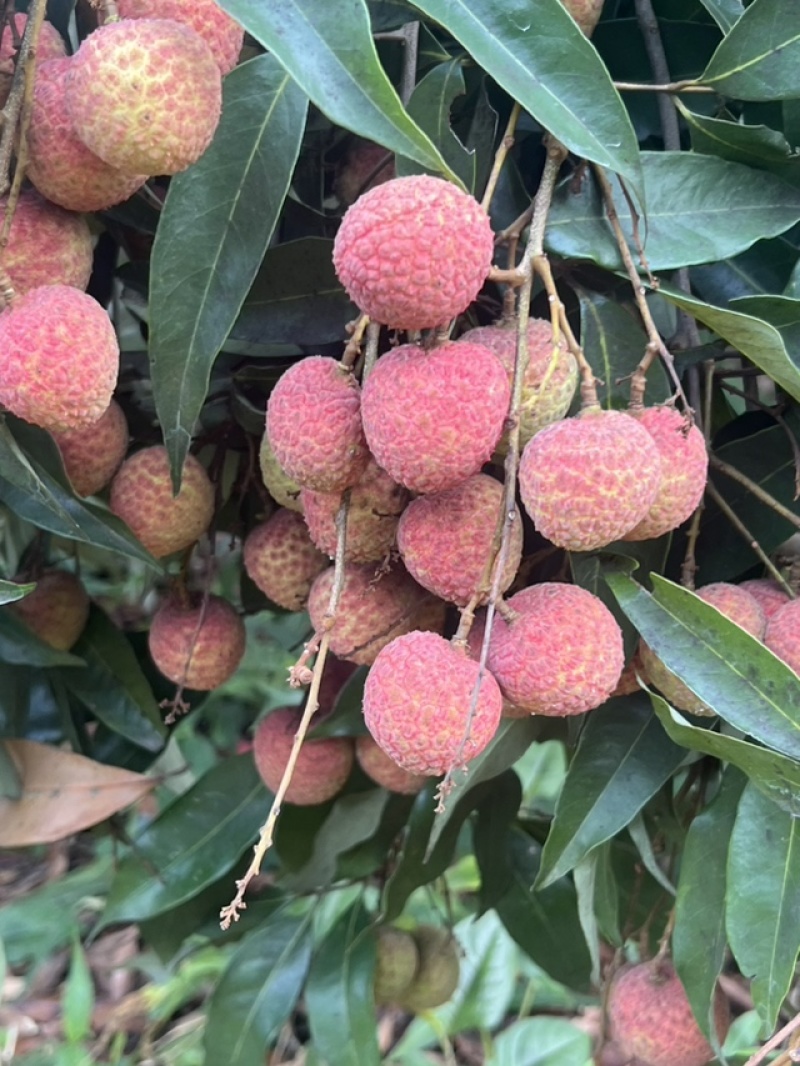 广西灵山荔枝