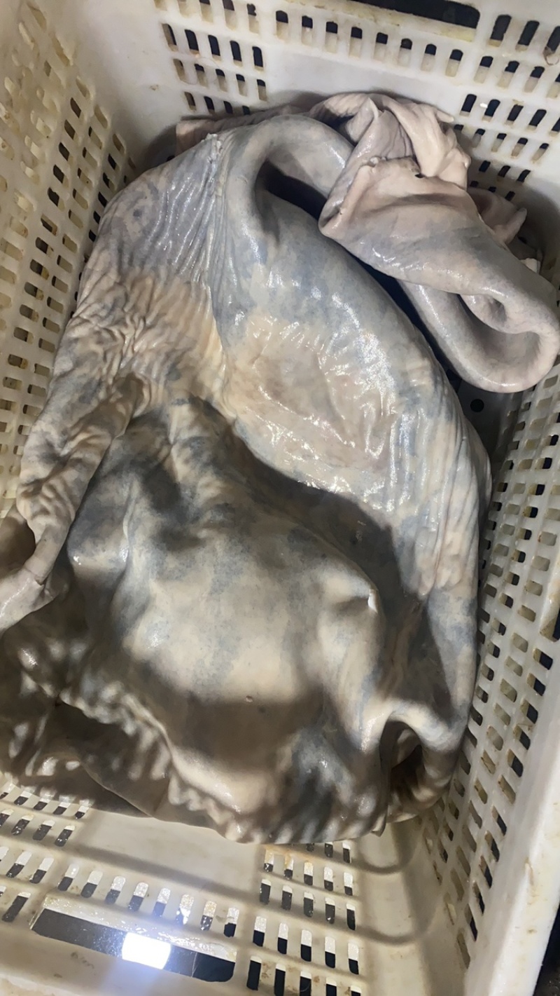 新鲜马皮现宰手工处理现宰热水烫毛生马皮肉酒店食材批发