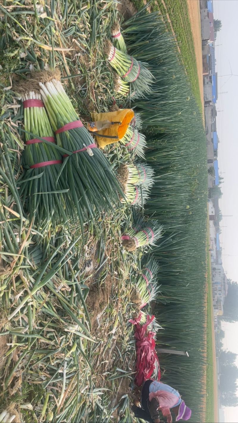 大葱价格优惠！***********