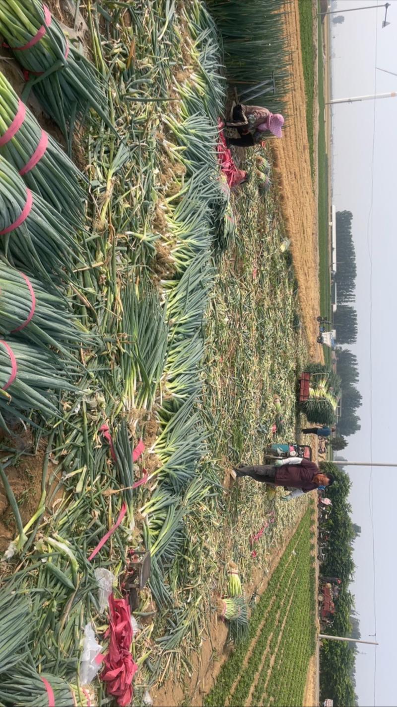 大葱价格优惠！***********