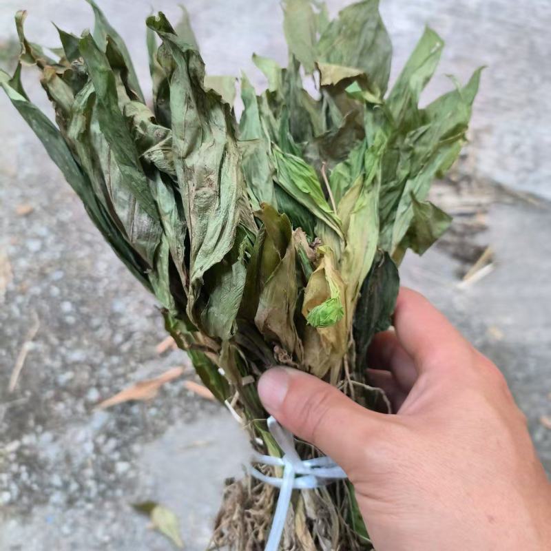 见血清，羊耳蒜，干货鲜货均有现货