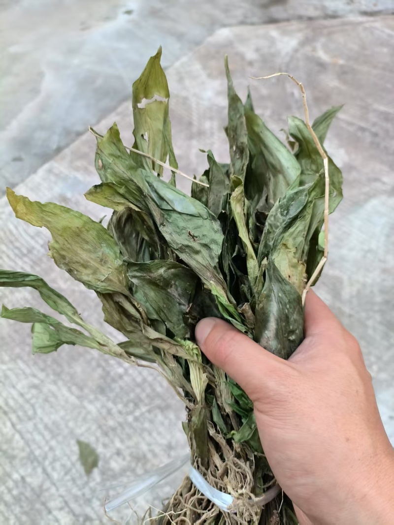 见血清，羊耳蒜，干货鲜货均有现货