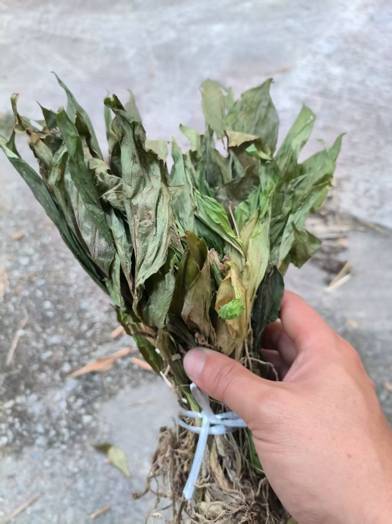 见血清，羊耳蒜，干货鲜货均有现货