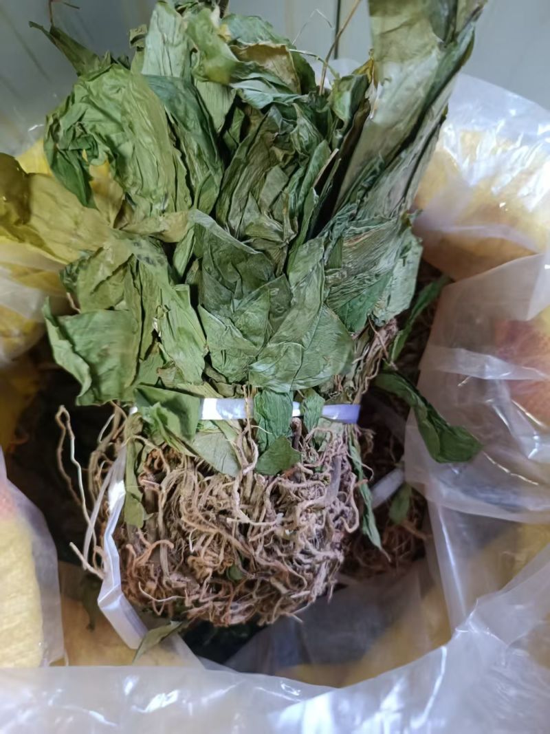 见血清，羊耳蒜，干货鲜货均有现货