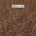 重阳木小苗