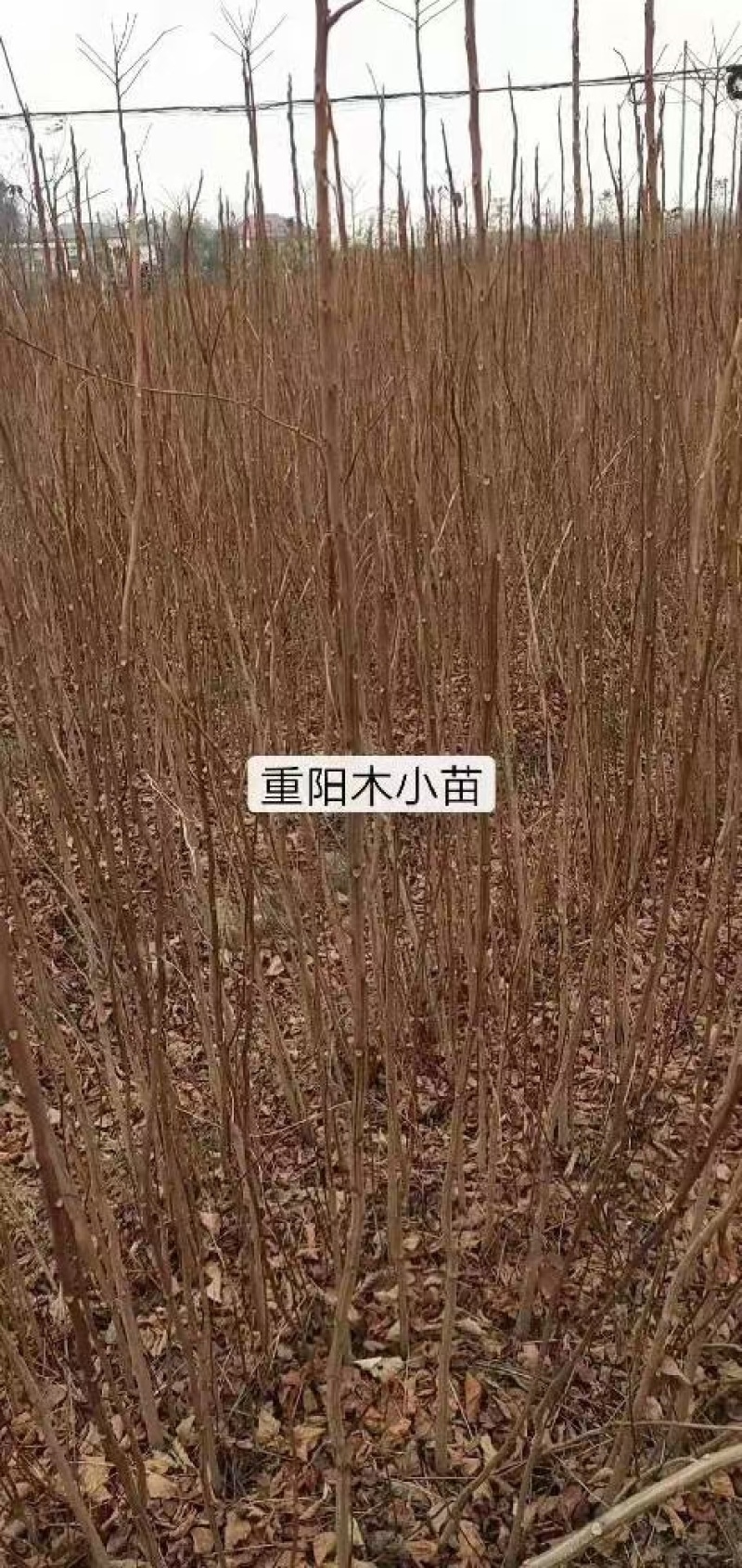 重阳木小苗