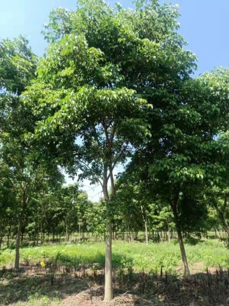 重阳木小苗
