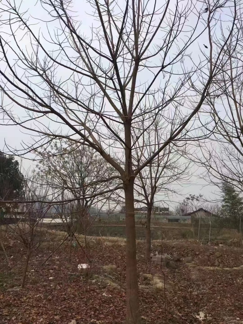 重阳木小苗