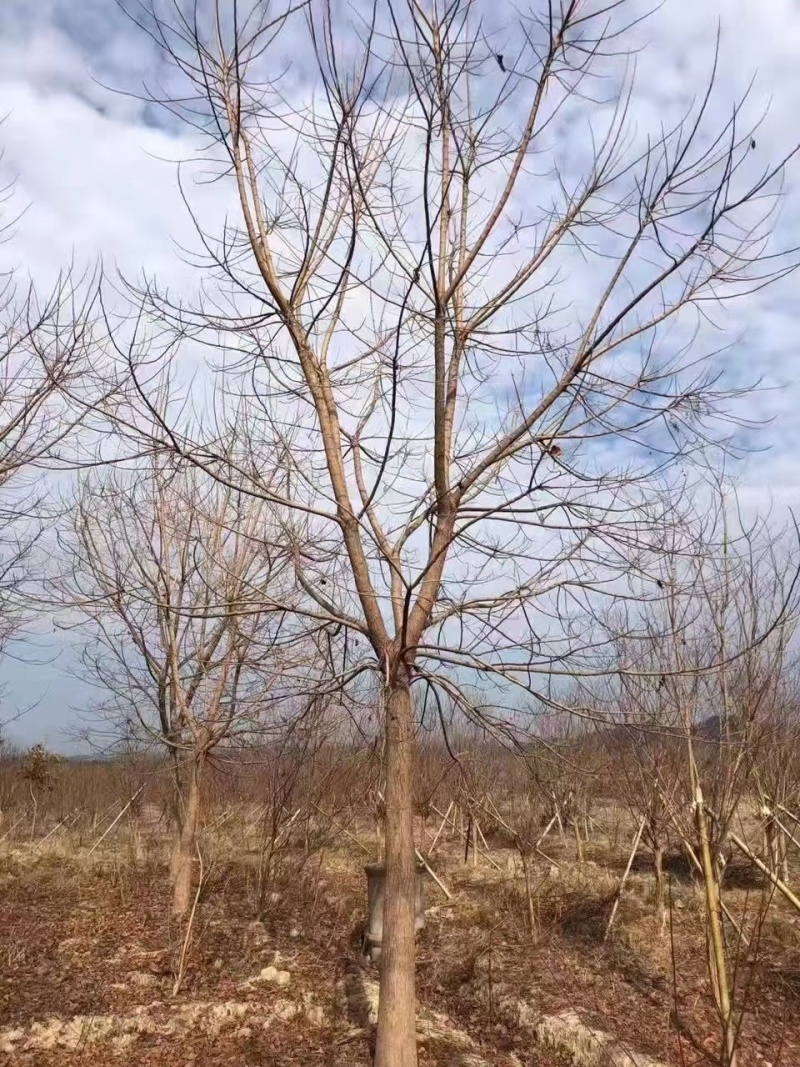 重阳木小苗
