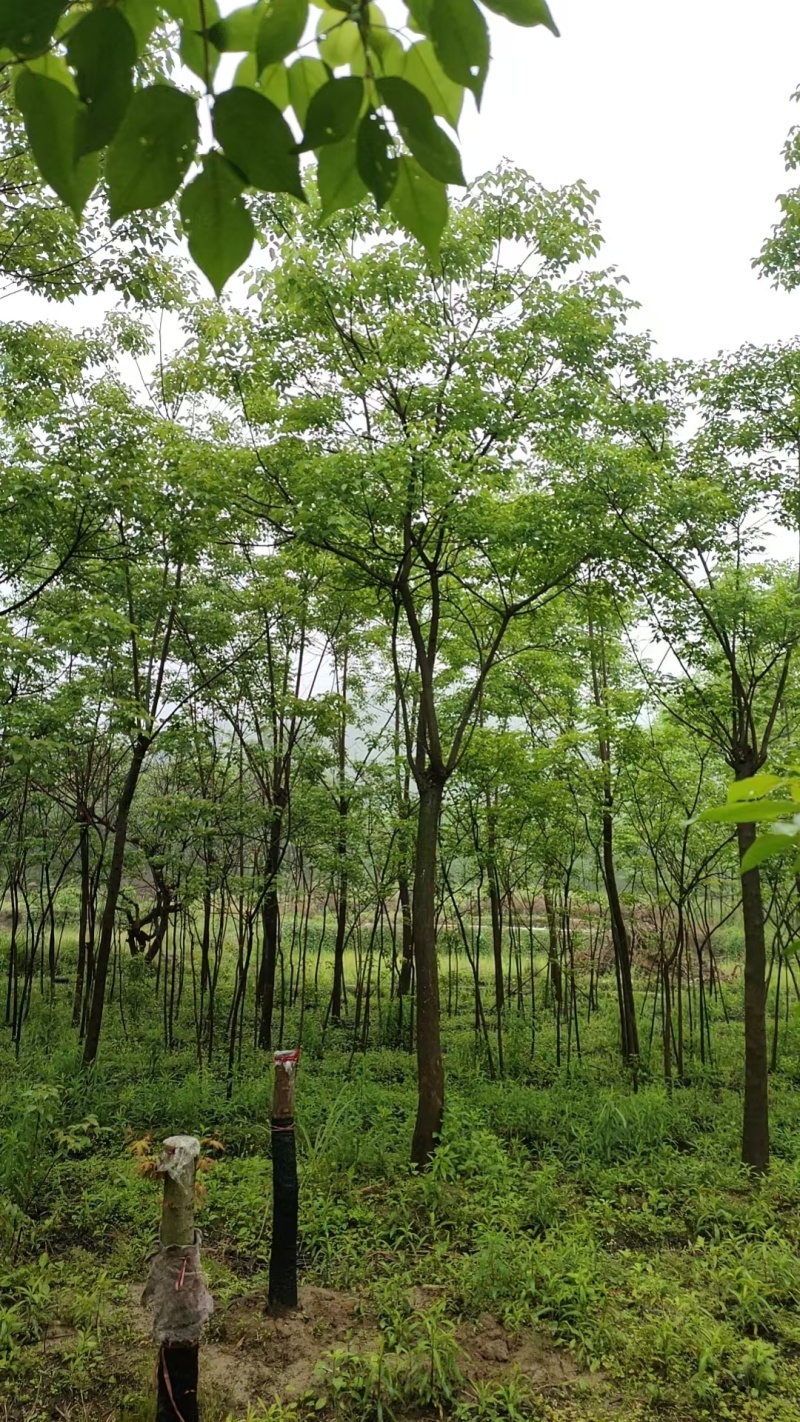 重阳木小苗