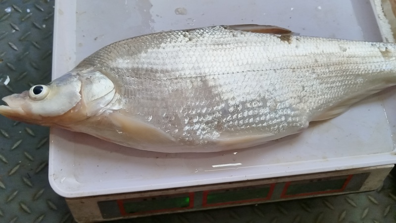 翘嘴鲌