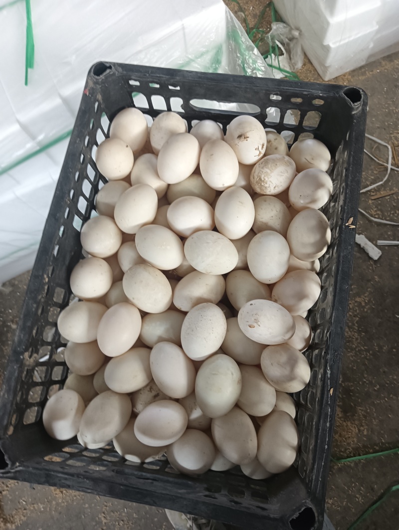 鸭蛋，桶蛋，大白皮