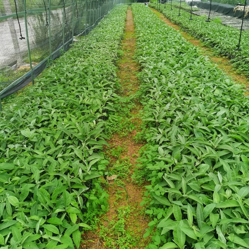 贵州罗甸艾纳香扦插苗艾纳香苗冰片苗大风艾马耳艾