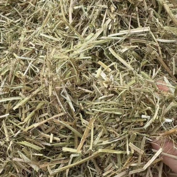 优质花生秧（羊羊羊**口粮）