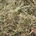 优质花生秧（羊羊羊**口粮）