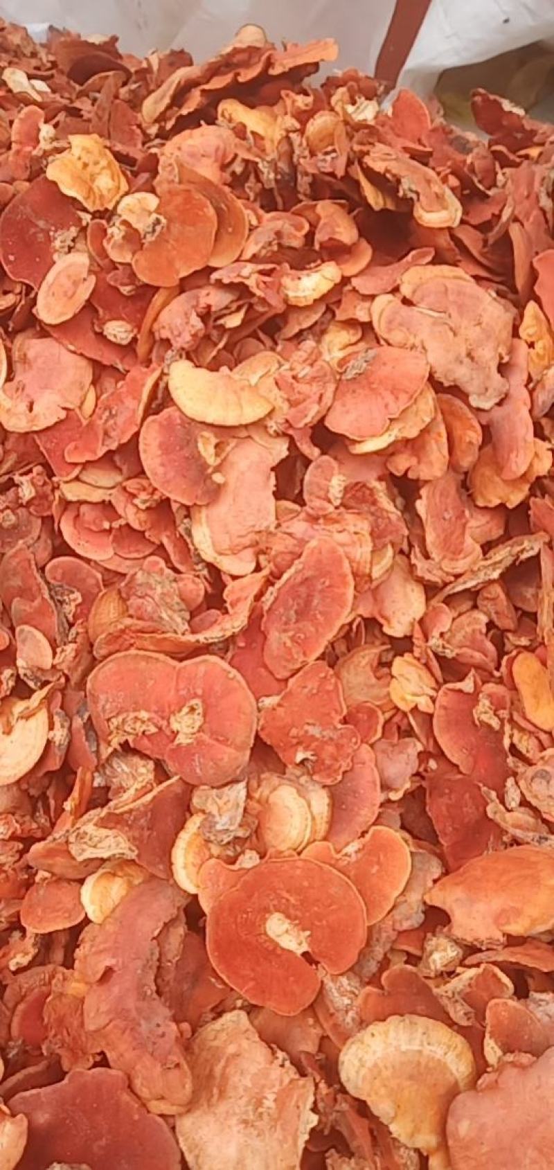 红栓菌