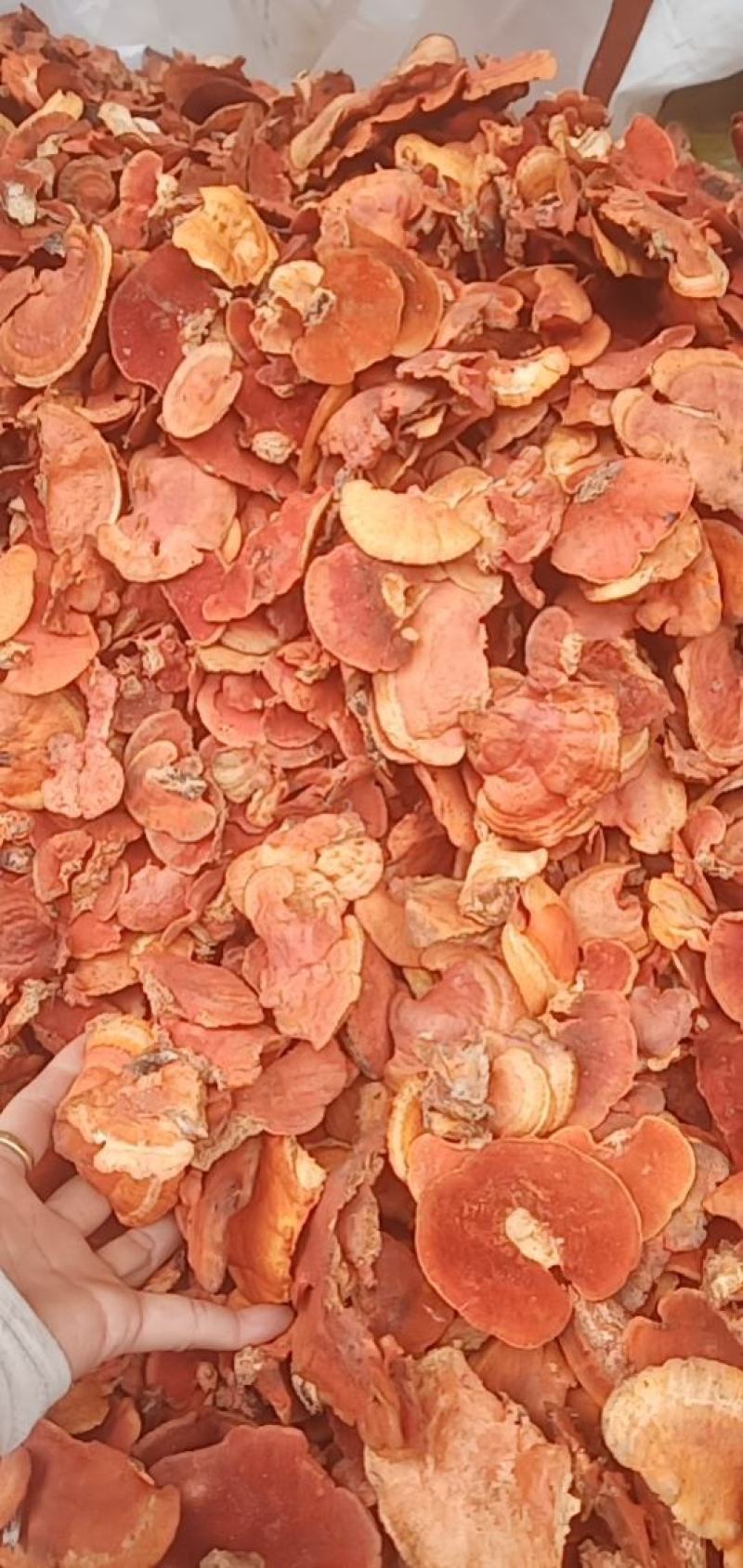 红栓菌
