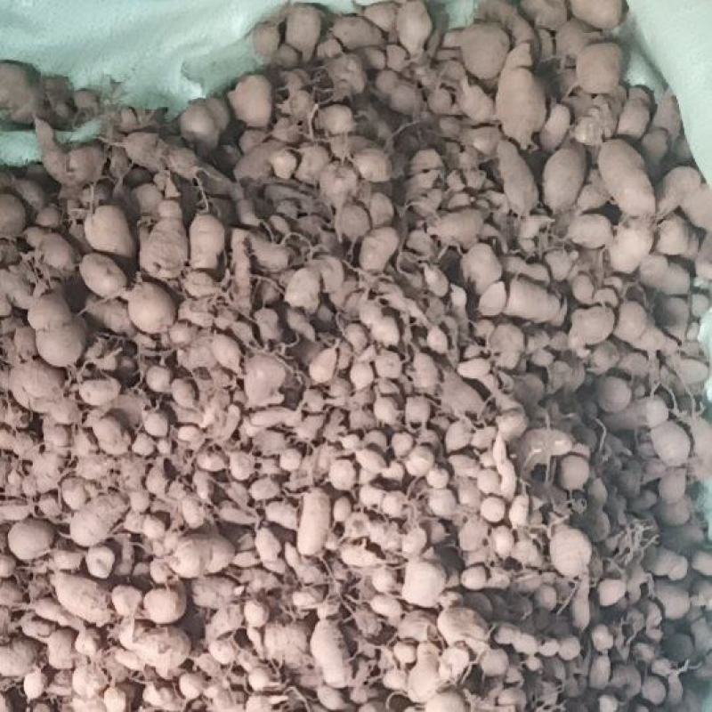 三叶青新鲜