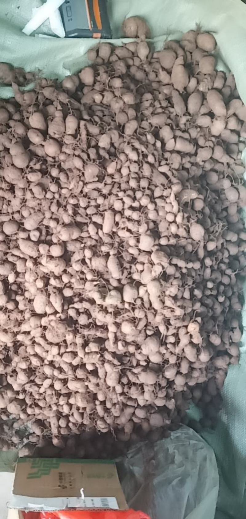 三叶青新鲜