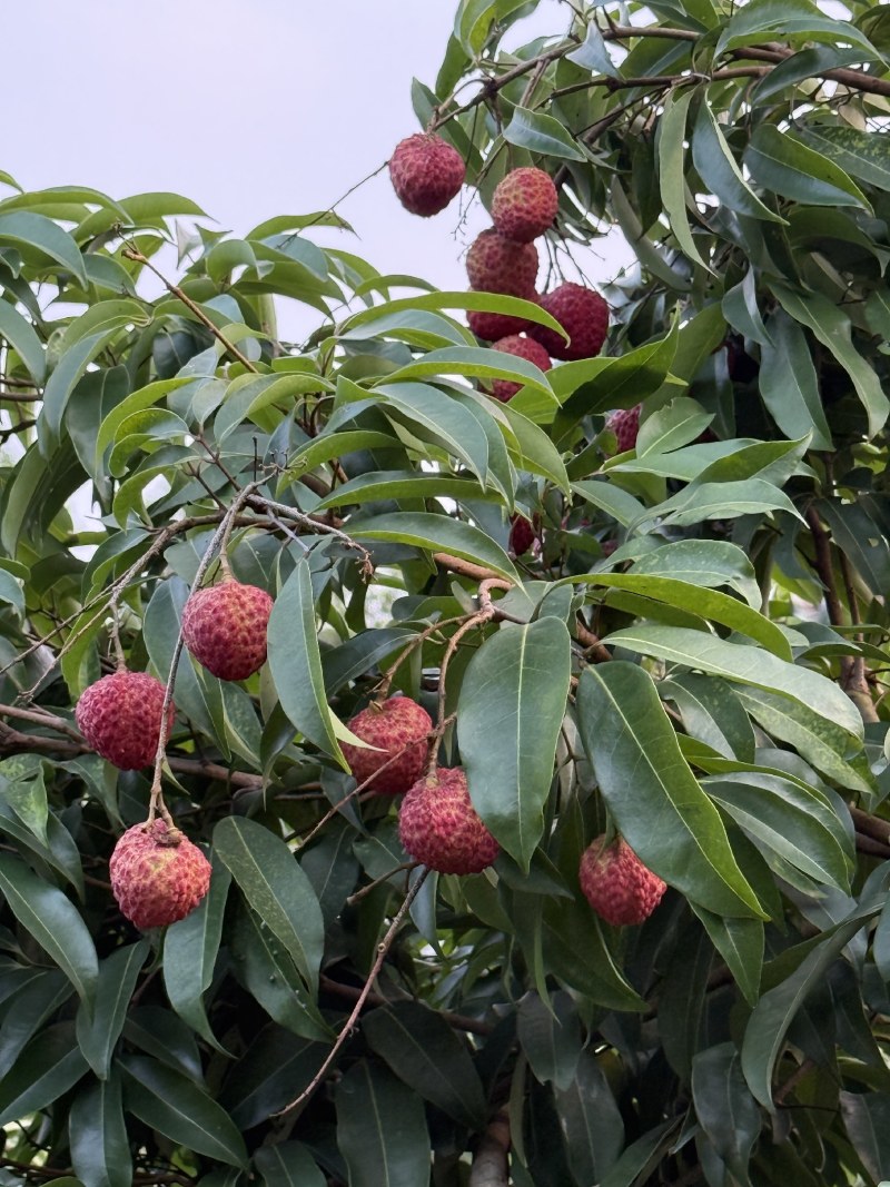 惠州糯米糍