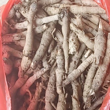 仙茅