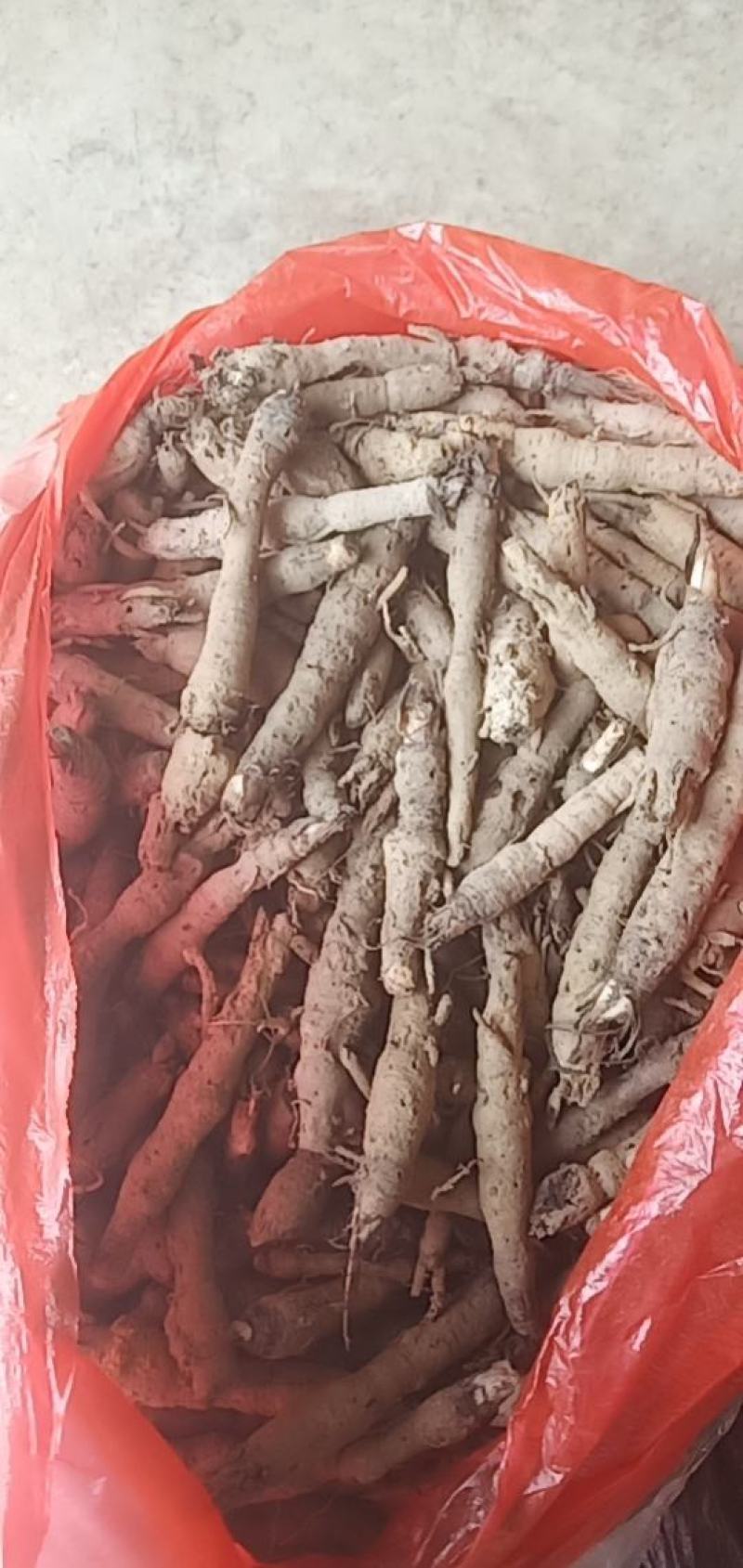 仙茅