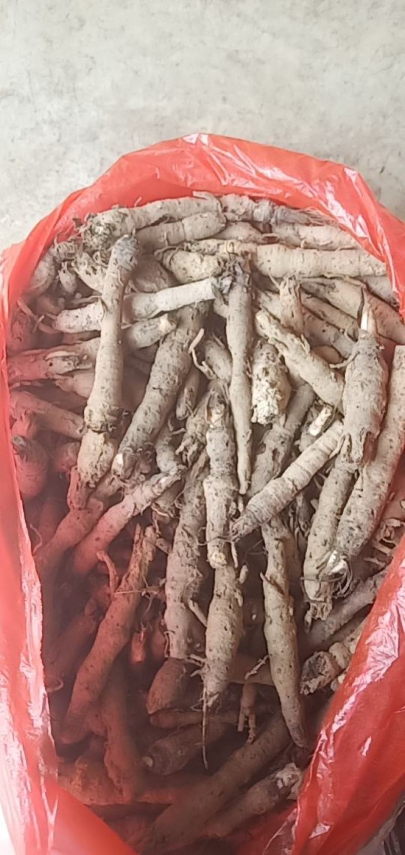 仙茅