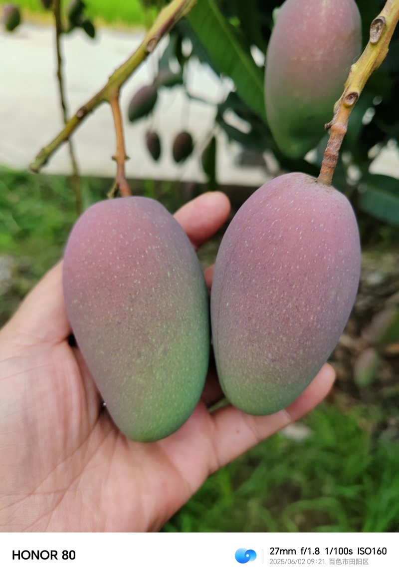 广西百色市田阳电商小贵妃大量上市